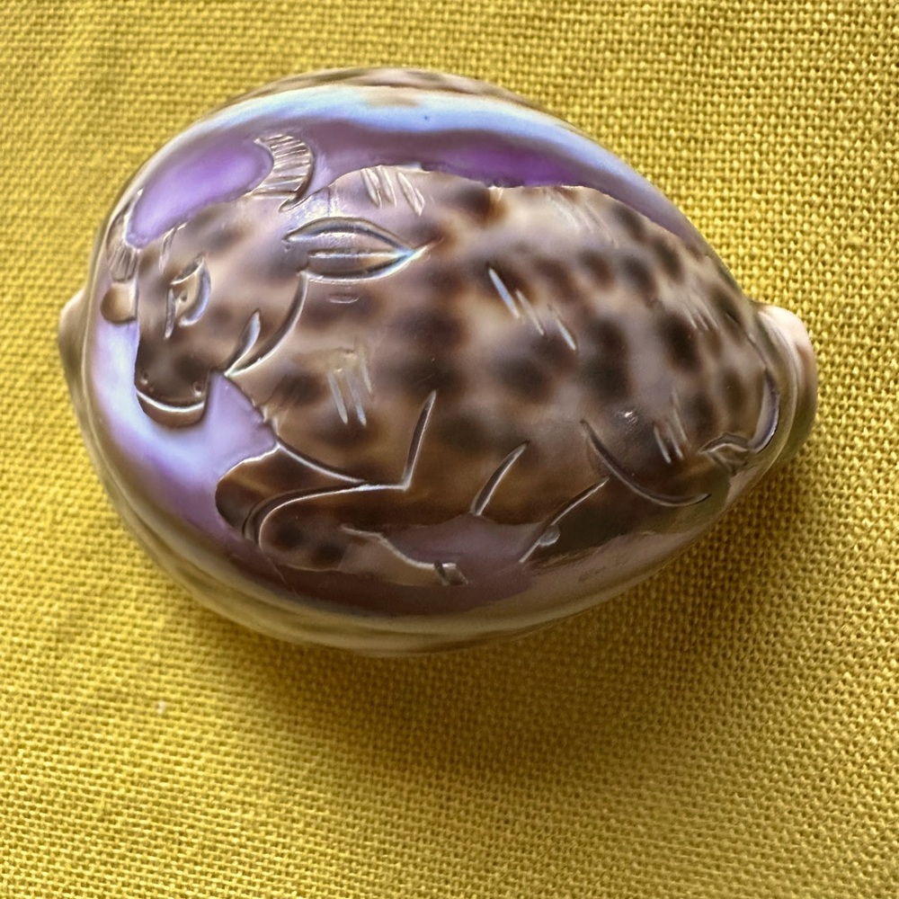 Cowry Shell with engraved Taurus Sign